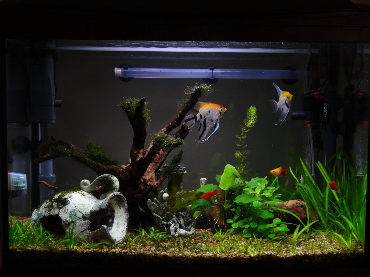 Internal aquarium filters - pros & cons and how to use them