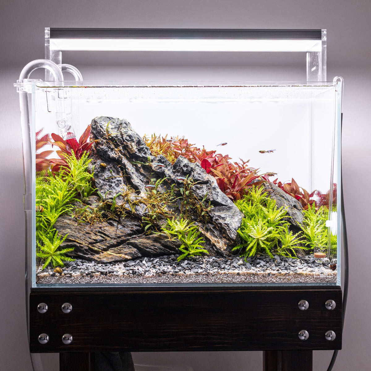 Aquarium Bacteria: Beneficial Bacteria Explained