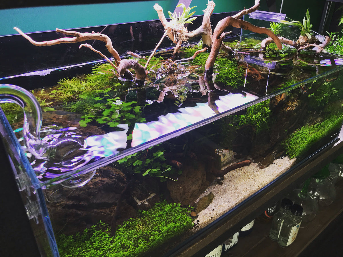 an aquarium with decorations