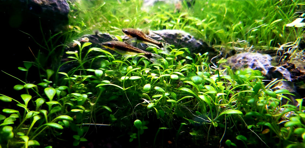 aquarium display