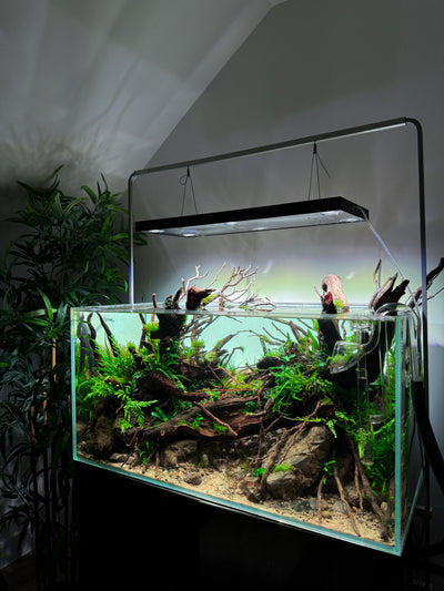 How to balance aquarium lighting