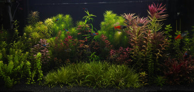 Is CO2 beneficial for low light planted tanks