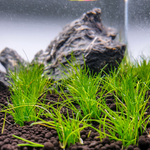 Aquascaping Maintanance Learn What To Do And When Aquascaping maintanance learn what to do and when