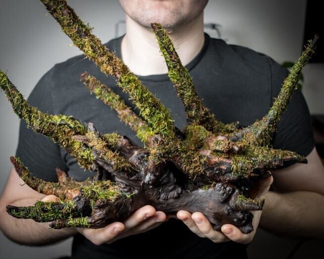 java moss by Jordan Stirat