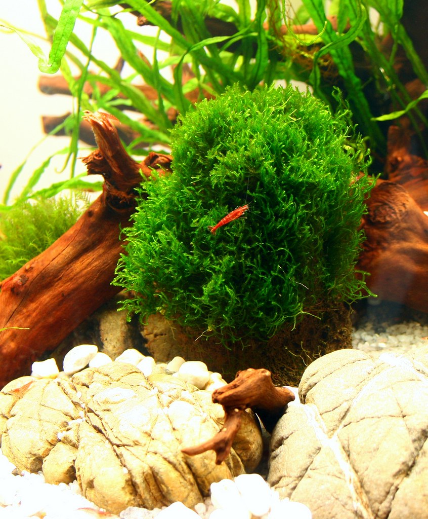 Java Moss Height Benefits Of Java Moss In Aquarium