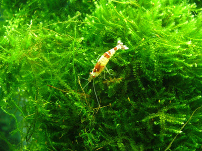 Aquatic plants for beginners