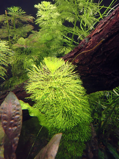 How to trim and replant aquarium plants