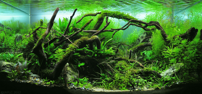 The nature aquarium style