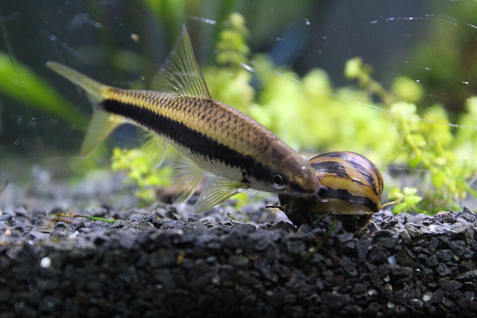 Best algae control for aquariums