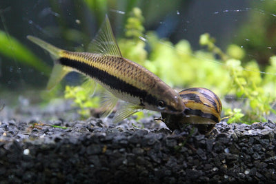 Best algae control for aquariums