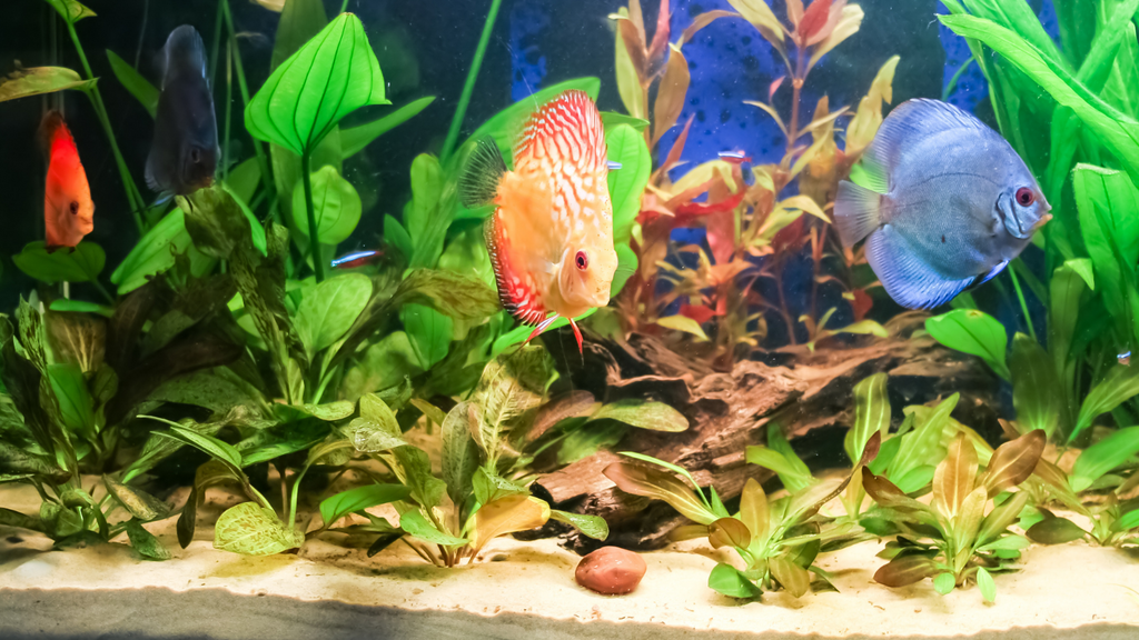 Fine aquarium sand online