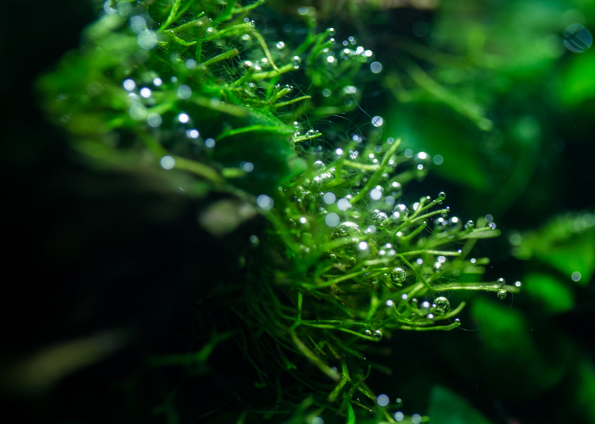 pearling aquarium moss