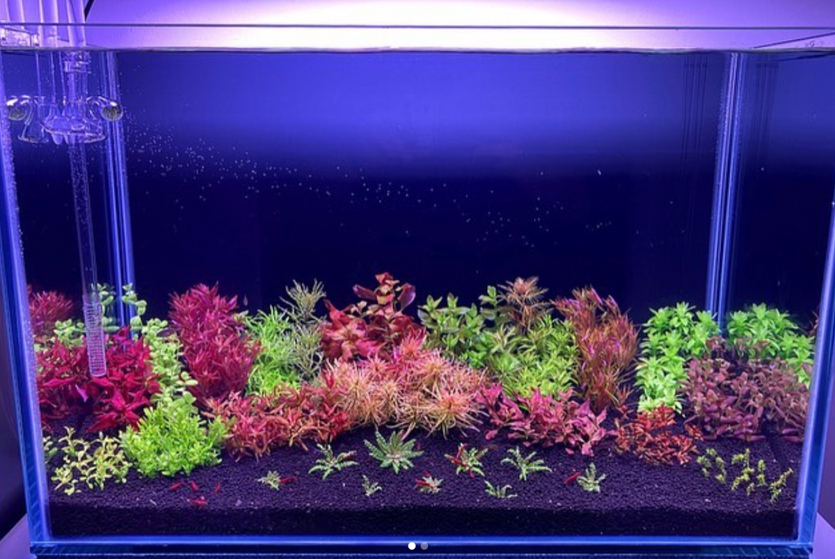 aquascape by Luke Rawling