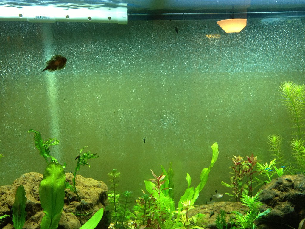 How to control hair algae