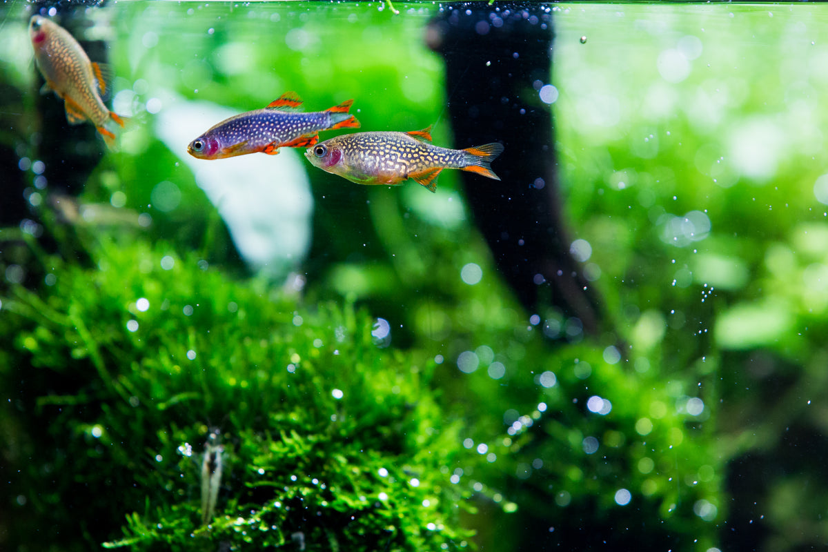 Is CO2 dangerous for aquarium fish?