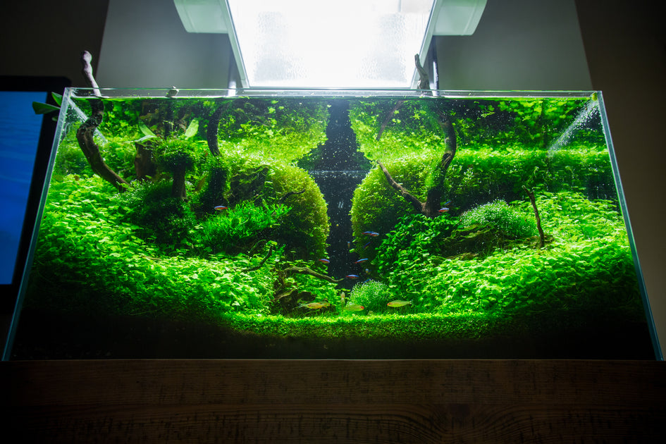 How to increase CO2 in aquarium naturally?