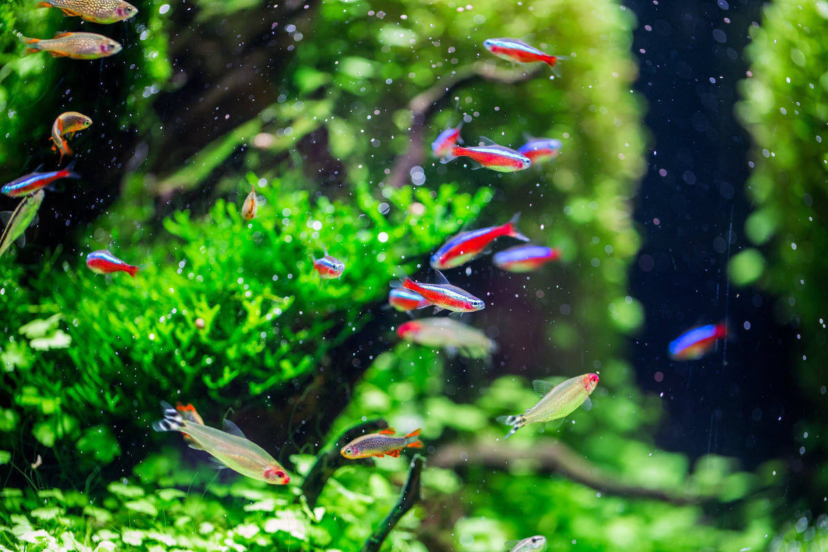 Reasons why your aquarium water has bubbles or foaming