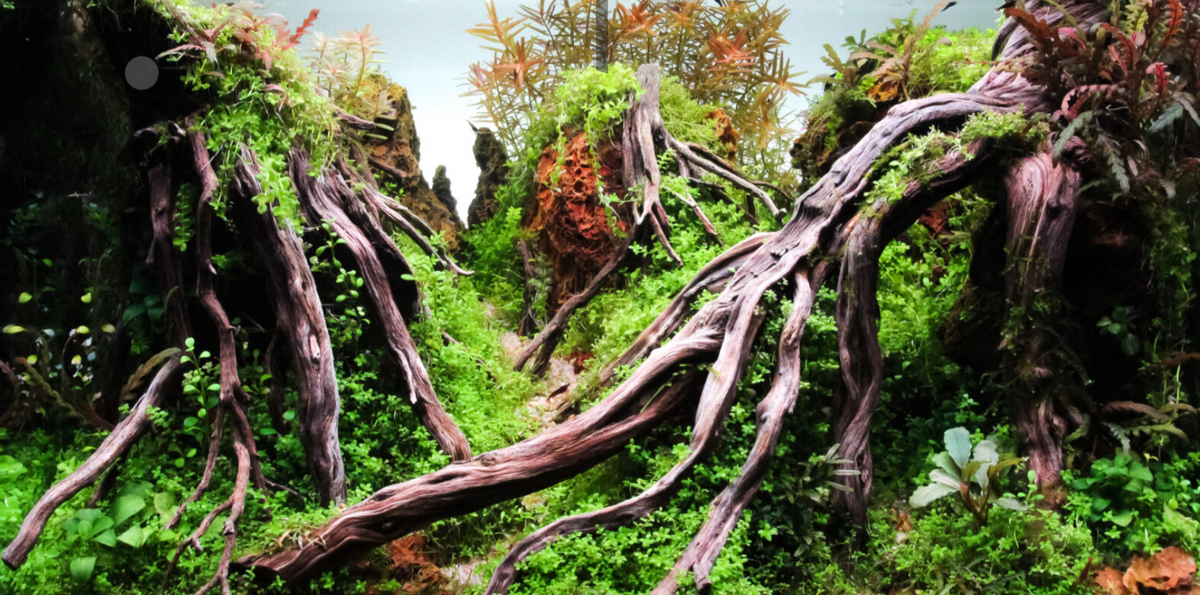 aquascape with roots