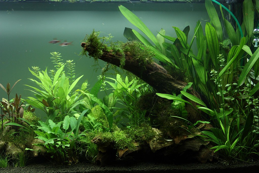 How to setup a thriving planted tank using Aquasoil?