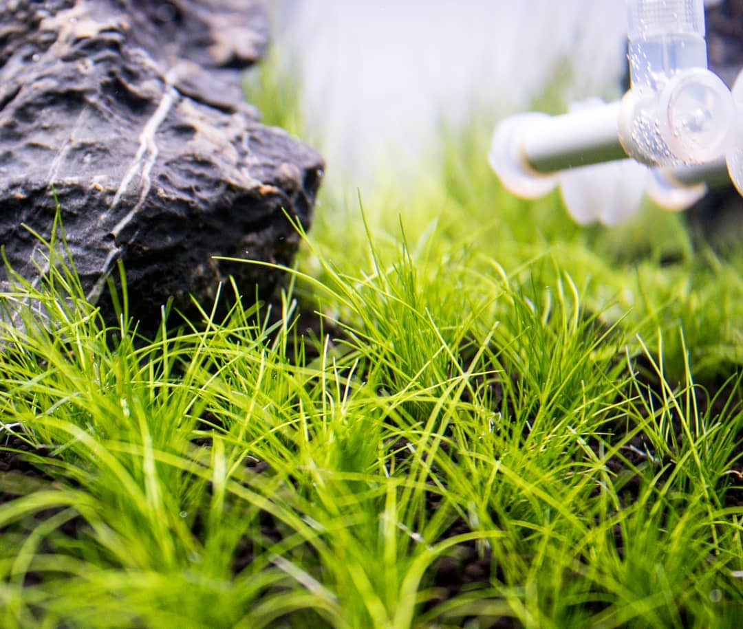 Carpeting Plants for Aquariums: What Grows and What CO2 They Need