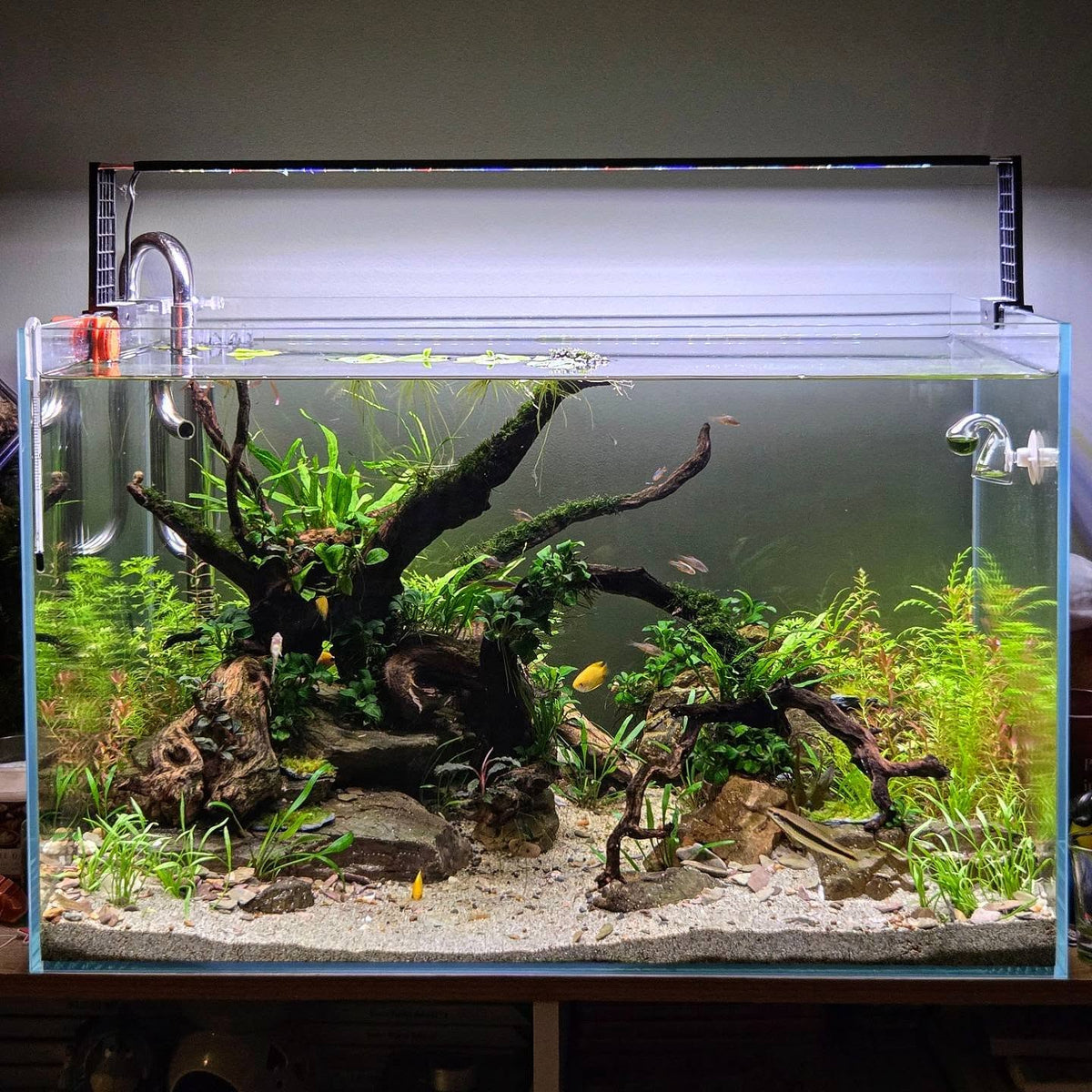 CO2 System for 20 Gallon Aquarium and Up: A Sizing Guide