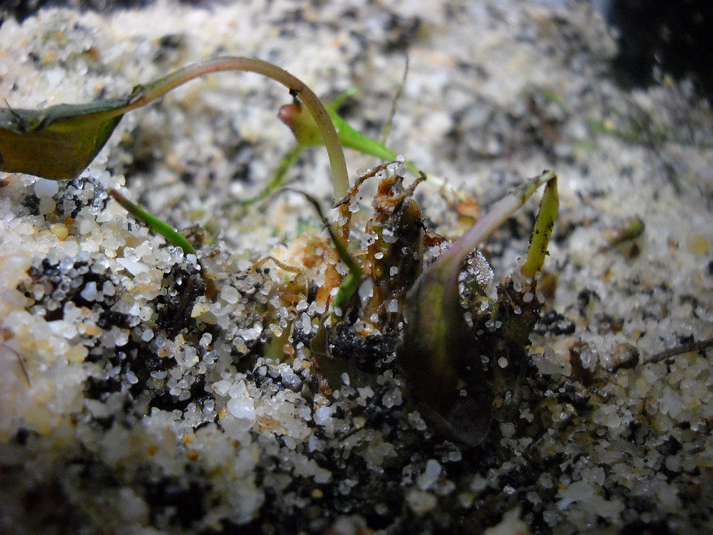 Why do aquarium plants melt?