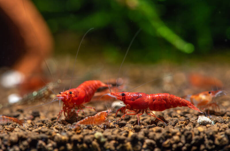 the cherry shrimp