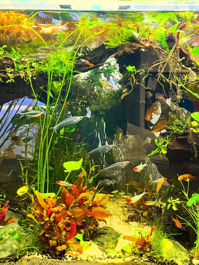 Should I bother cycling a planted tank before planting?