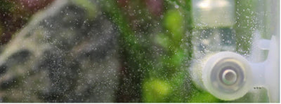 Do I Really Need Supplemental CO2?