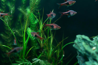 Tips to maintain aquatic plants in planted tank