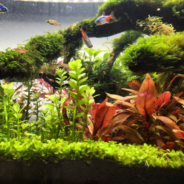 Aquarium fish that love soft water
