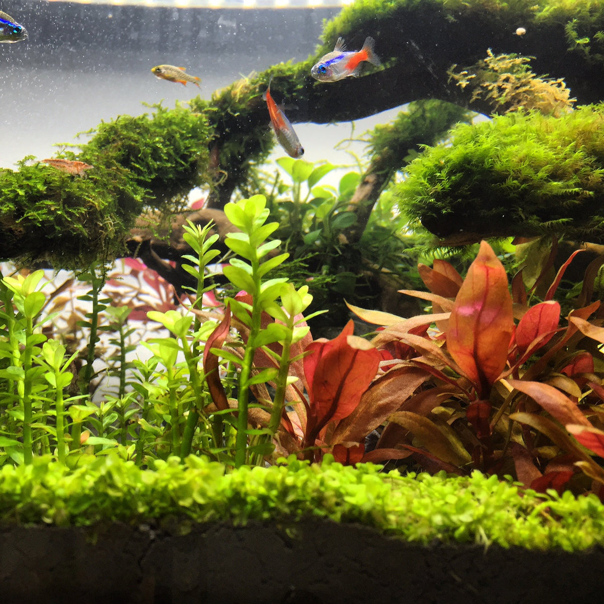 The psychological benefits of having an aquarium