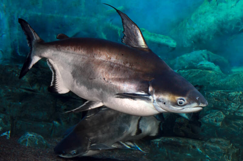the iridescent shark