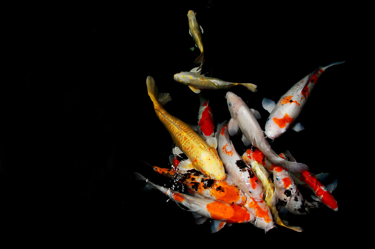 koi fish