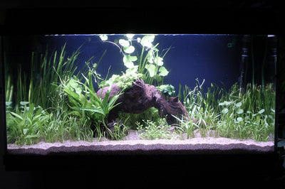 Low-tech planted tanks: the ultimate start-to-finish guide