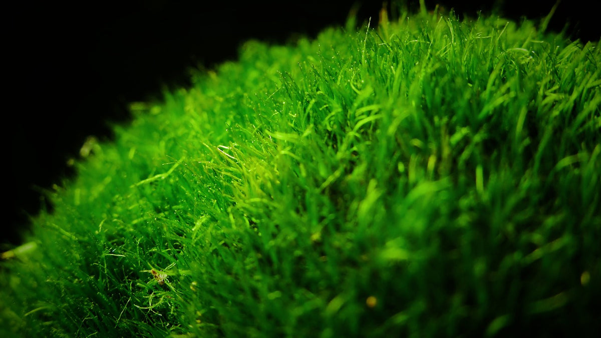 Can Aquarium Plants Survive Without CO2?