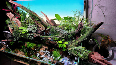 Routine aquarium maintenance