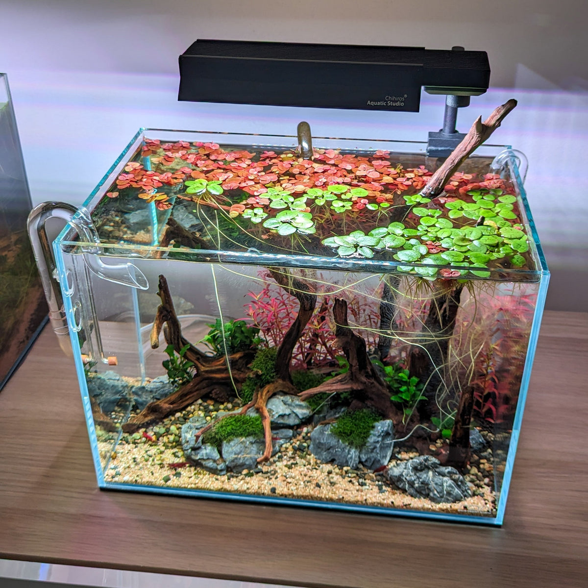 Top 5 aquarium gifts for fish and their owners