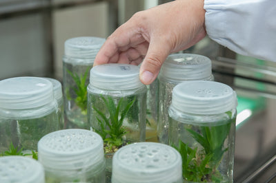 Guide to tissue culture plants