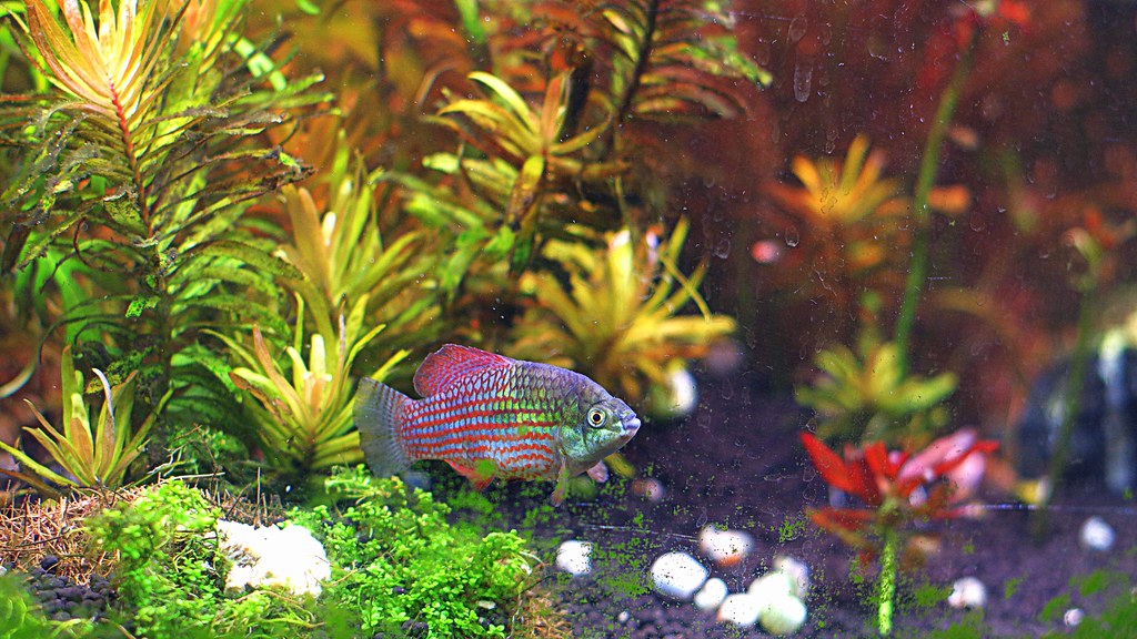 How to aquascape a planted tank?