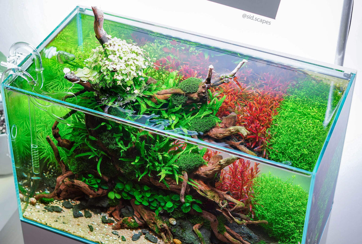 Do all aquarium plants need CO2 injection? Planted Aquarium Setup