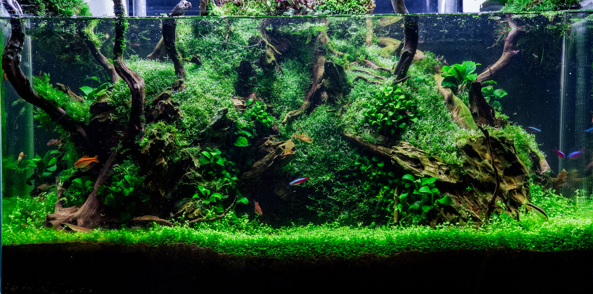 scape by Chris Oddy