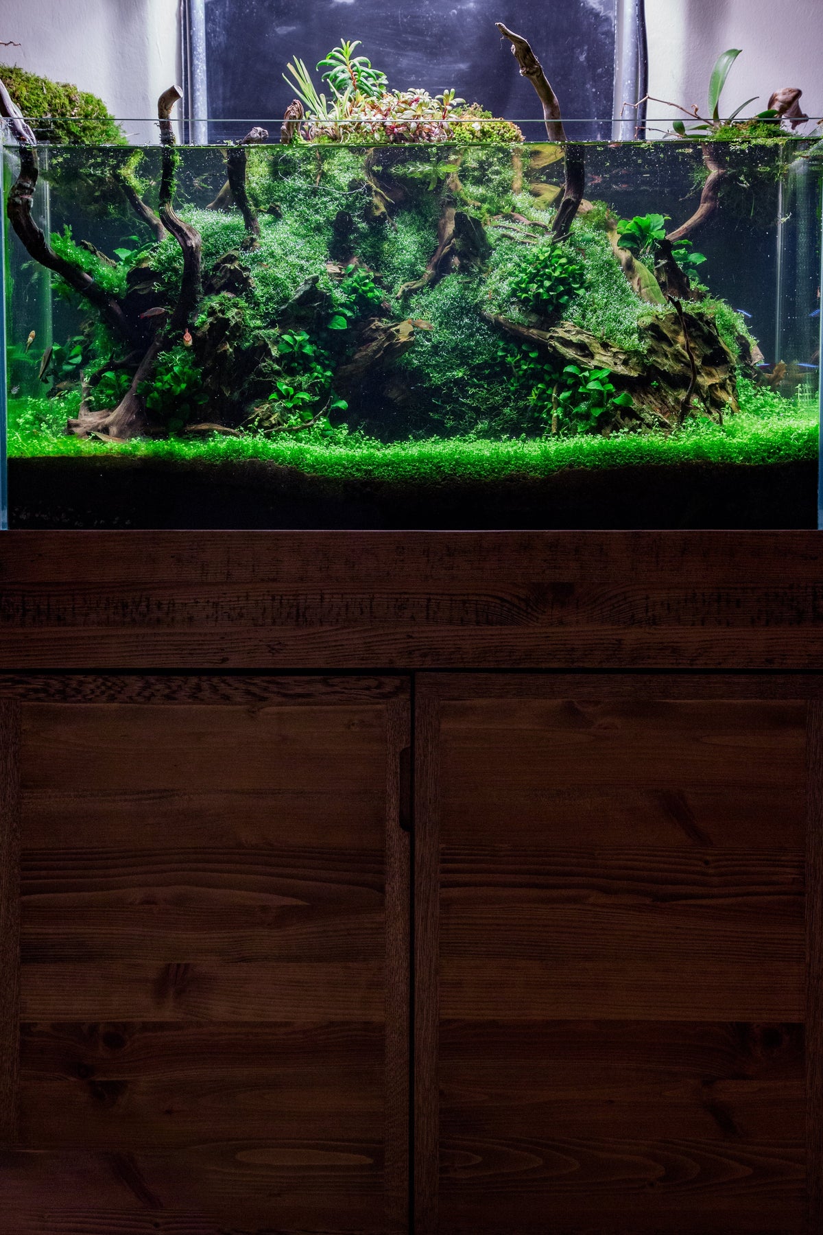How to choose compatible fish for community planted tank?