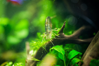 Self-cleaning aquariums made easy