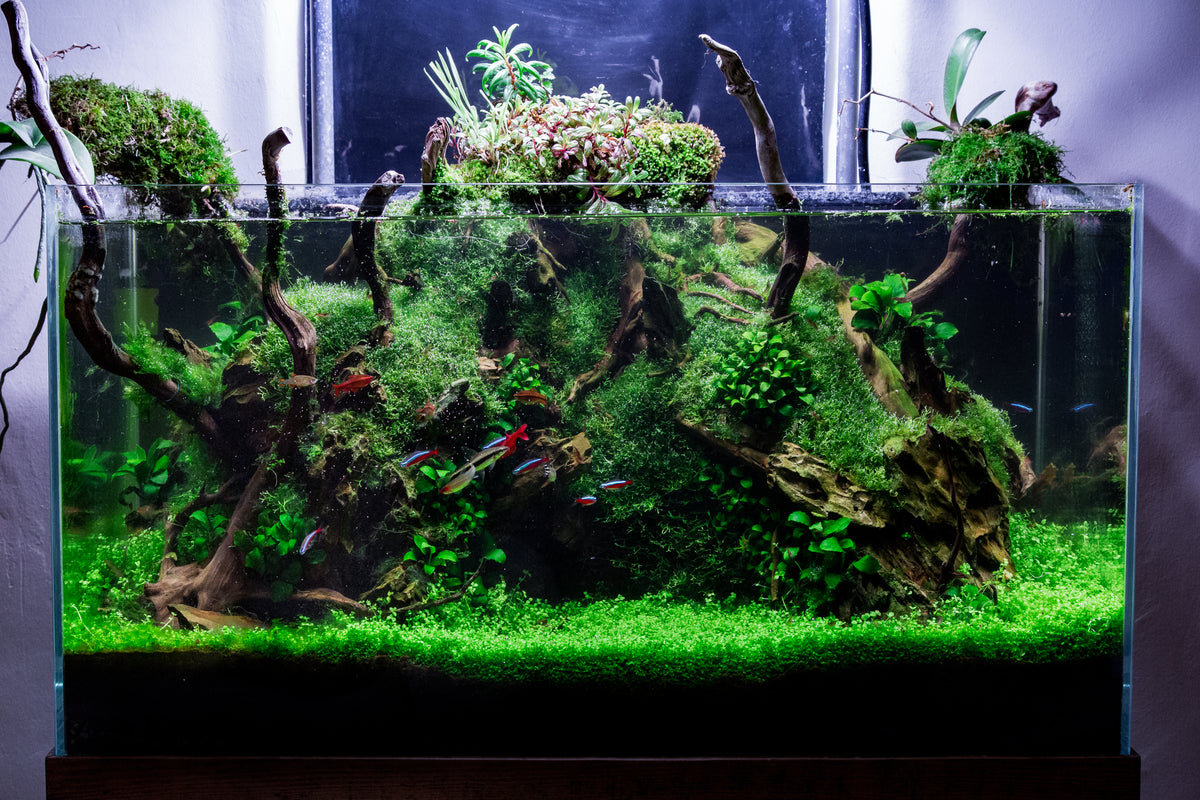 scape by chris oddy