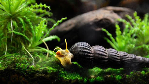 a snail