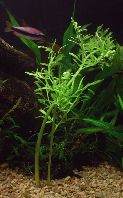 Tips to choose and use aquarium substrate for planted tank