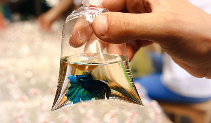 a fish during the transport