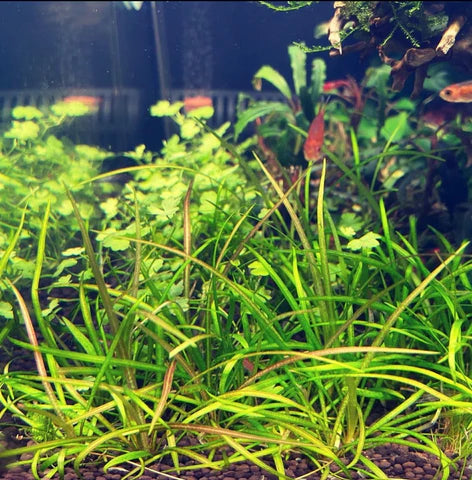 planted tank