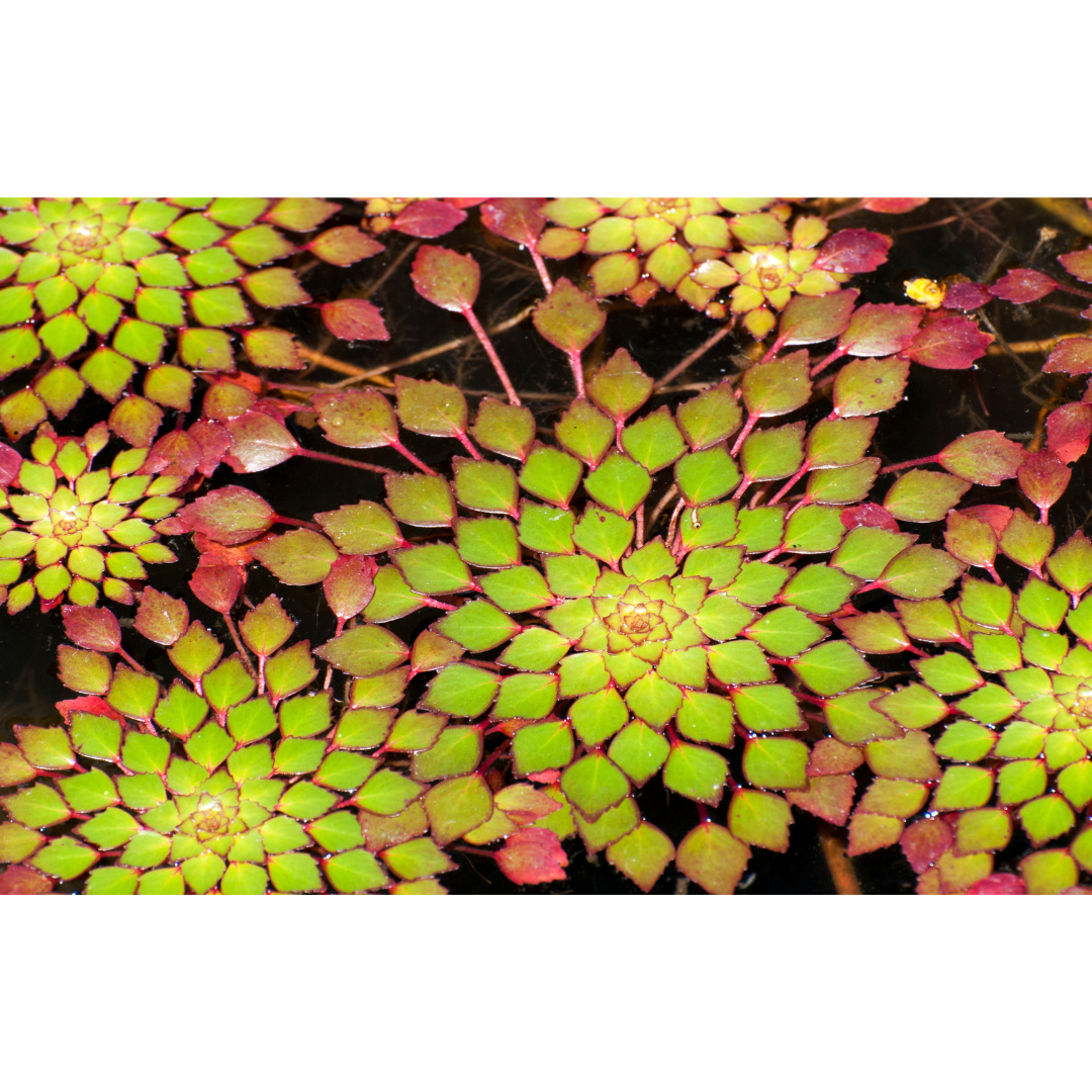 Ludwigia sediodes has a unique mosaic leaf pattern